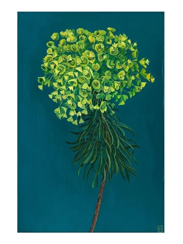 Euphorbia botanical art print featuring vibrant green blooms and cascading foliage against a deep teal background.
