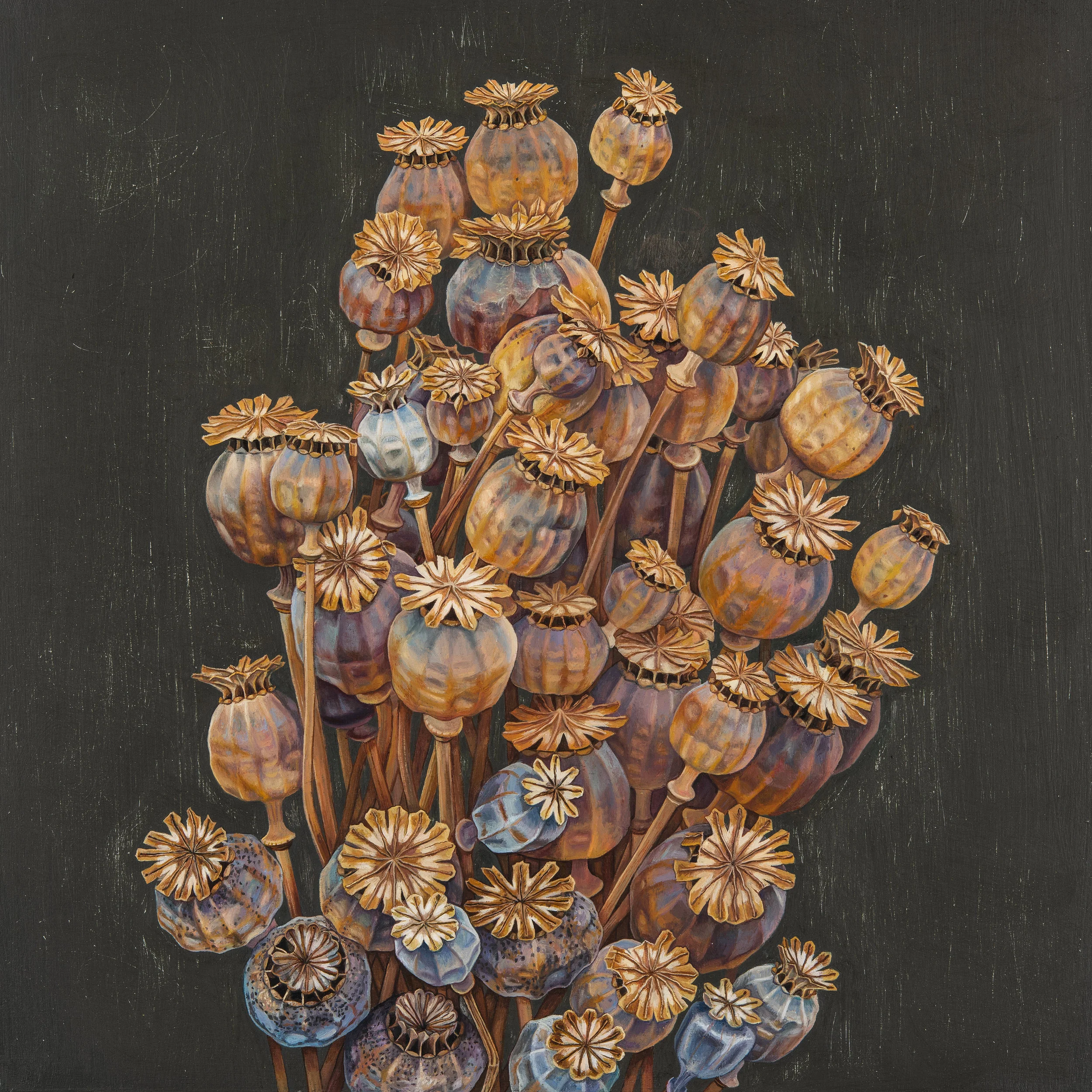 ‘Poppy Pods’, Oil on Panel, 30 x30cm