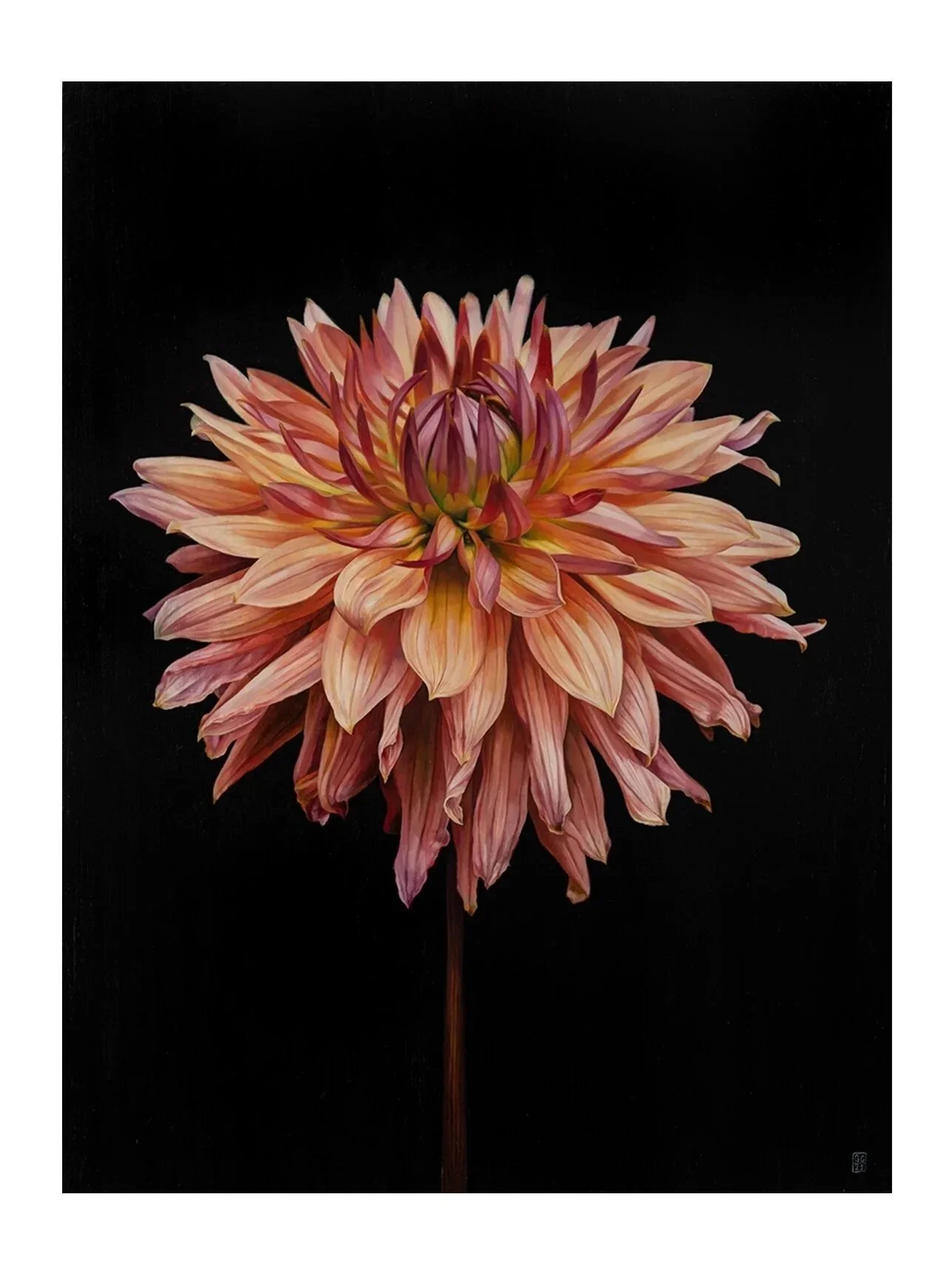 Black Dahlia