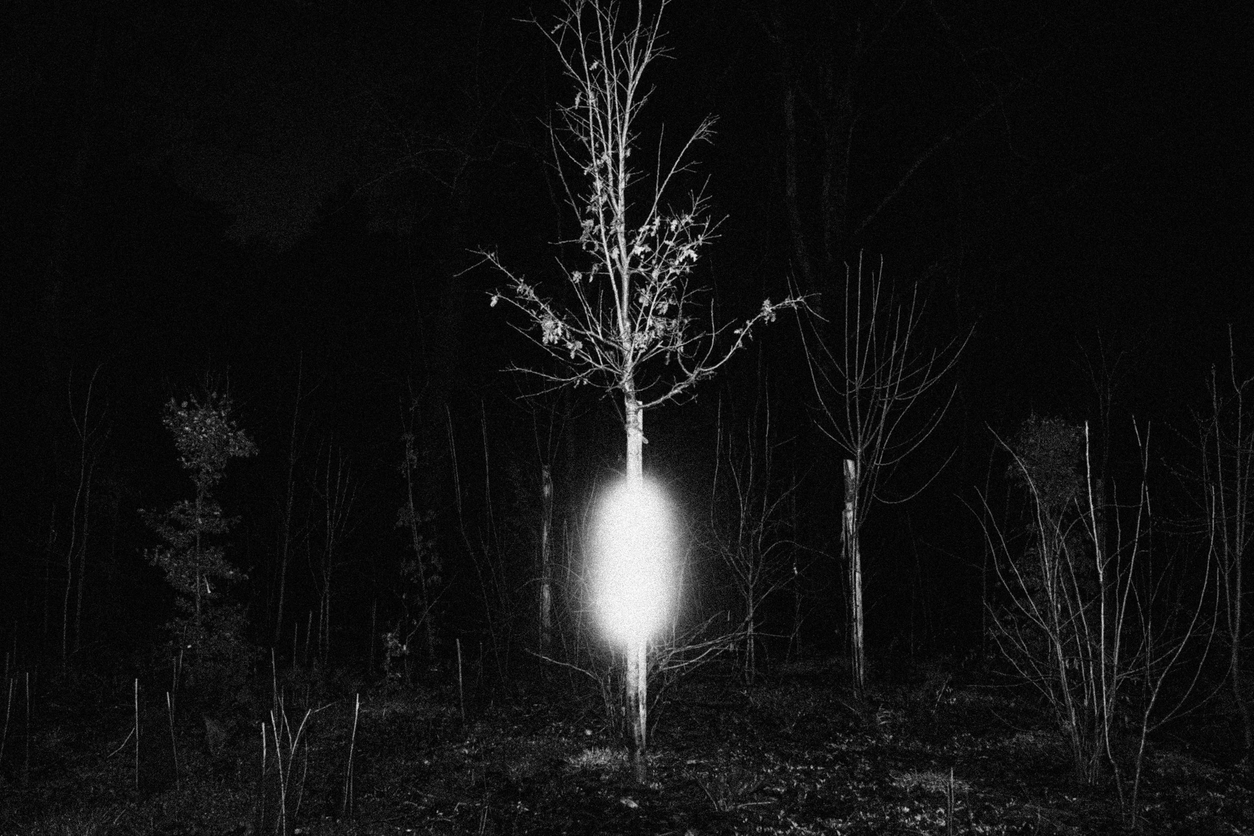 2026.02 LAME D'ARBRE_Z4A6882.jpg