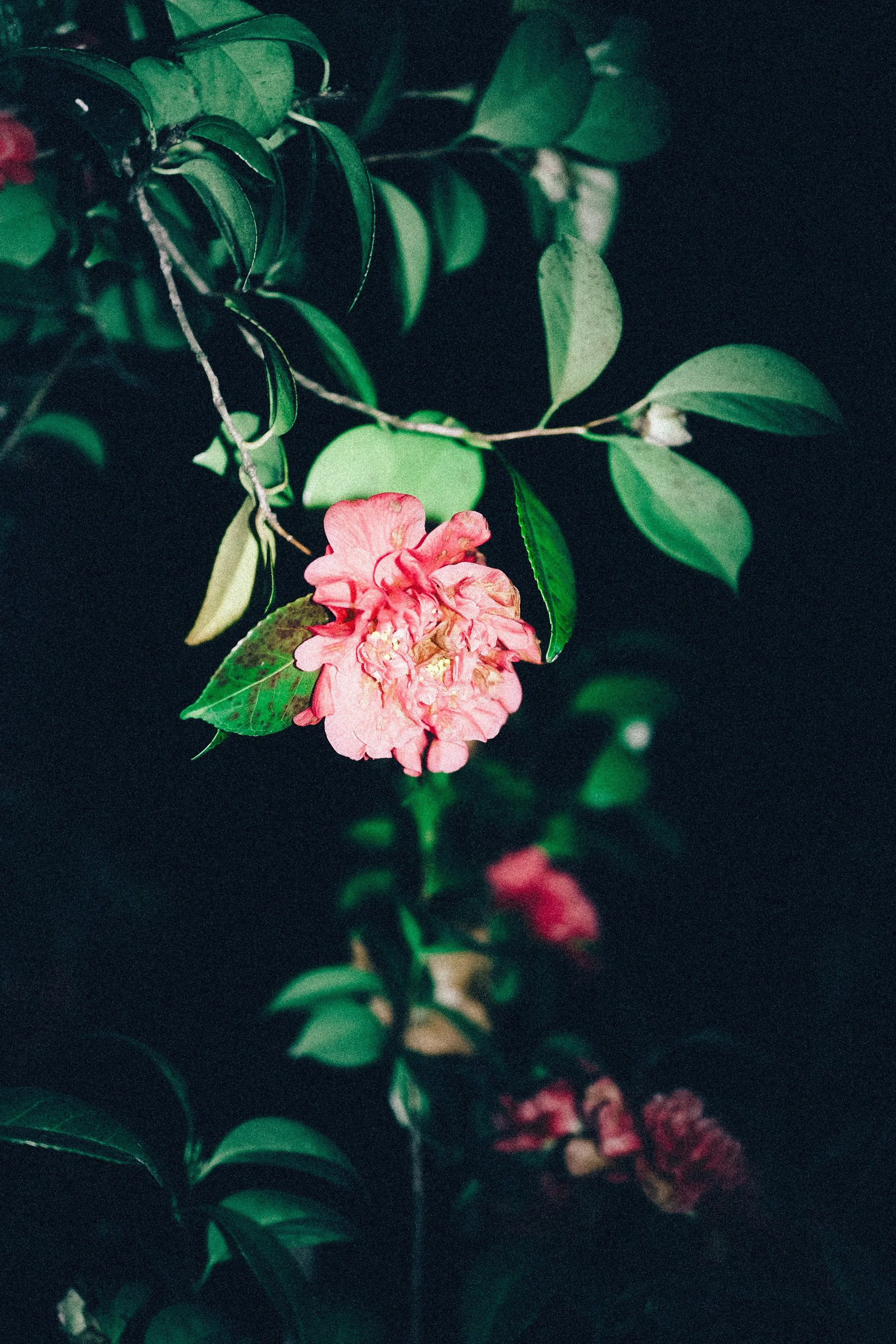 2026.02 LAME D'ARBRE_DSF4512.jpg