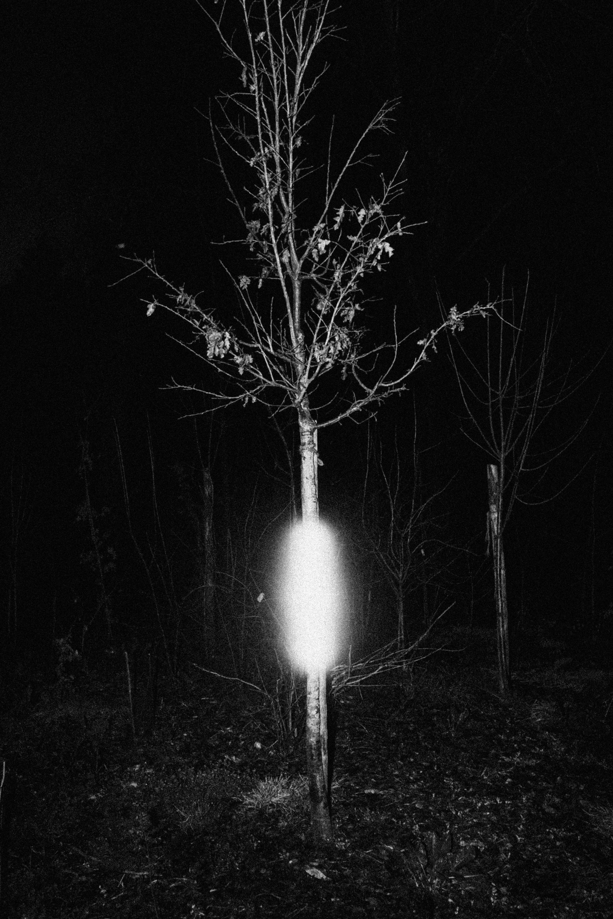 2026.02 LAME D'ARBRE_Z4A6874.jpg