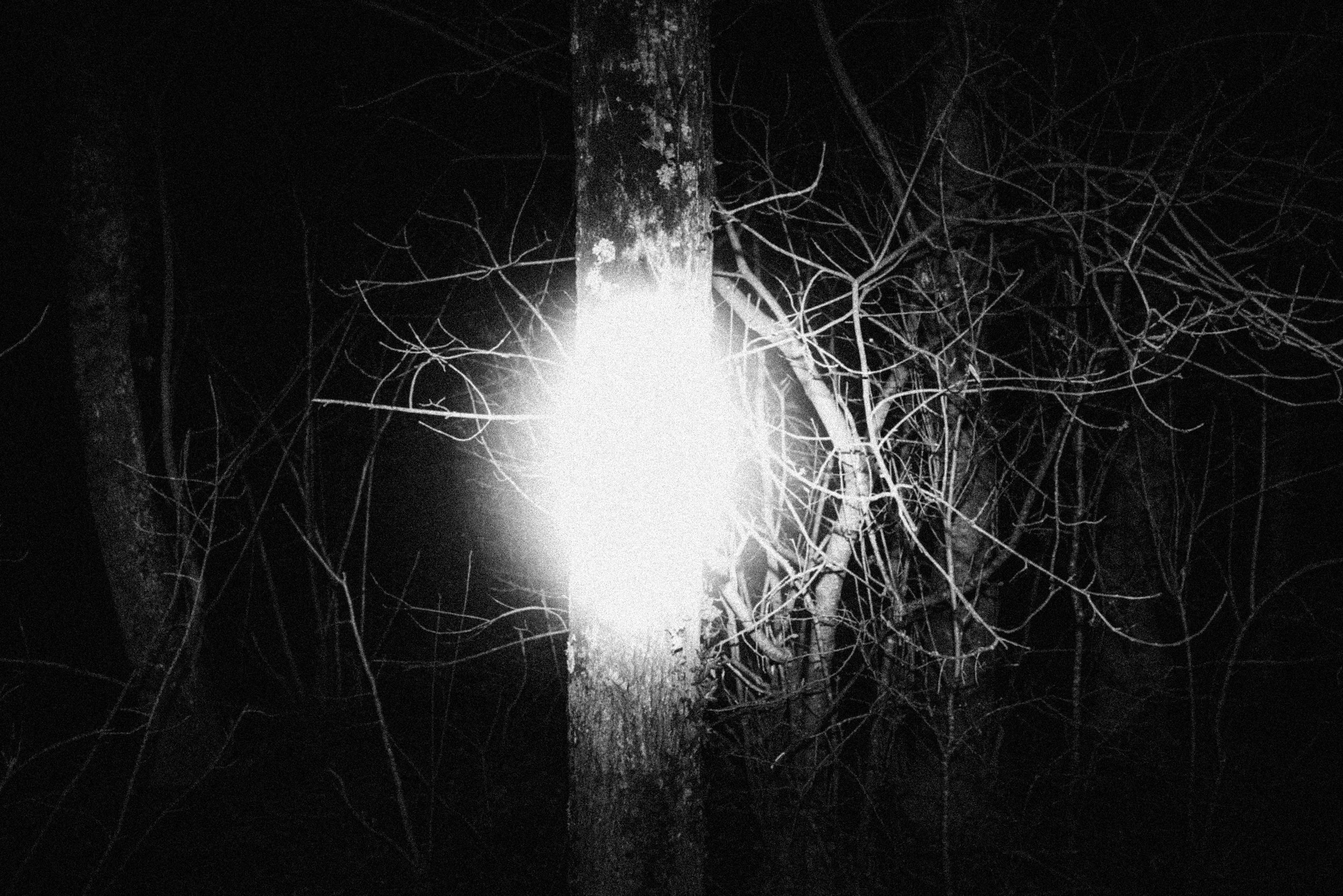 2026.02 LAME D'ARBRE_Z4A6791.jpg