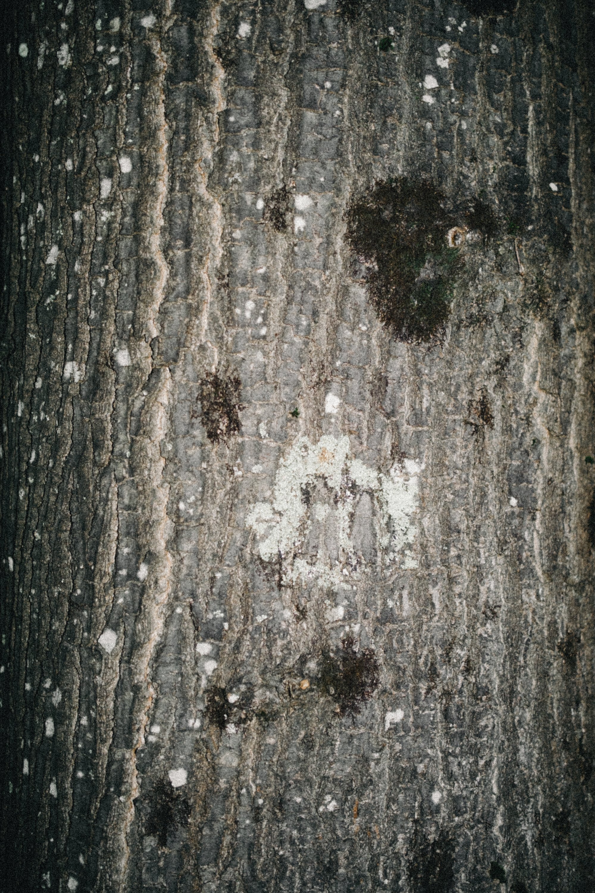 2026.02 LAME D'ARBRE_DSF4523.jpg