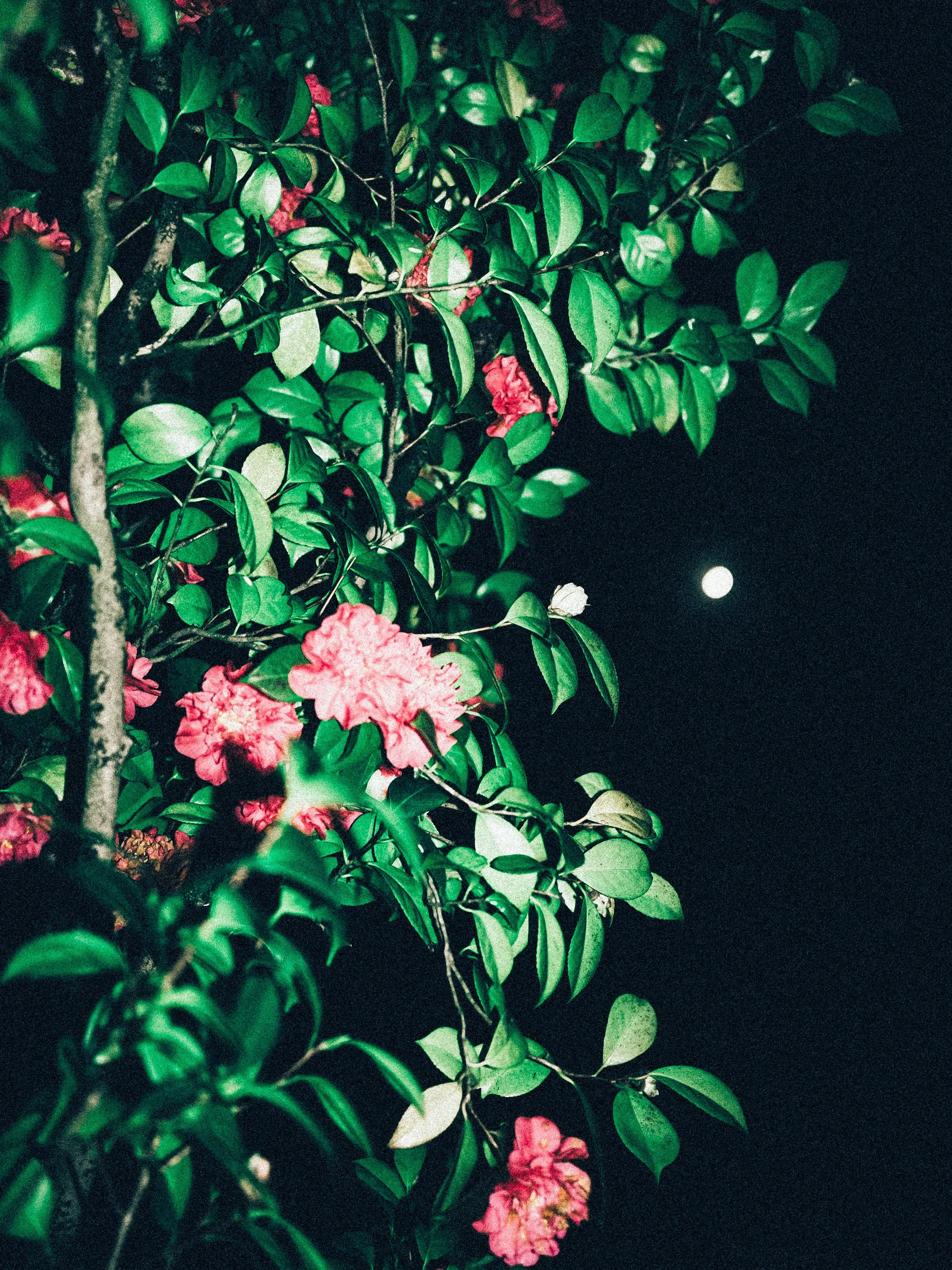 2026.02 LAME D'ARBRE_DSF4517.jpg