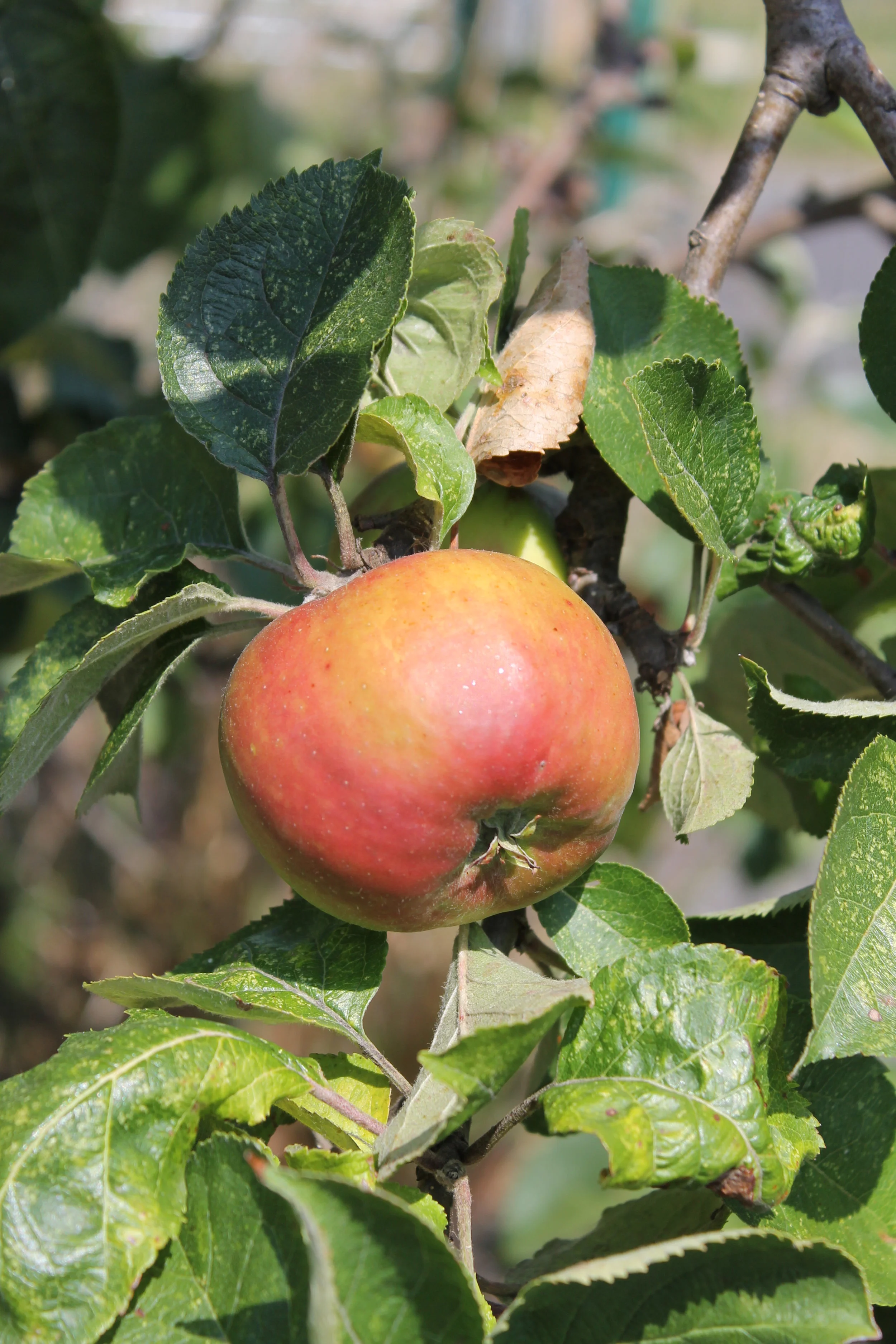 Orchards and Commiunity Projects page