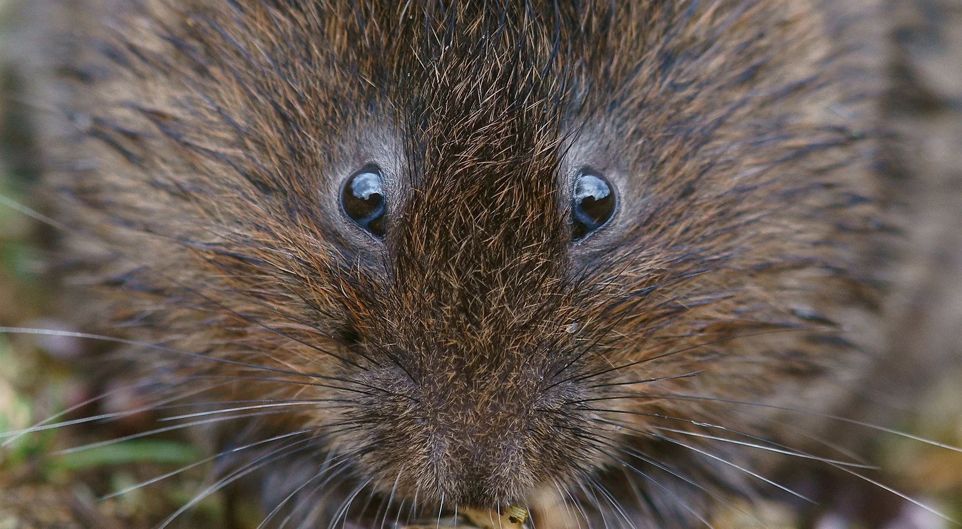 Local Wildlife Sites Project Page.jpg