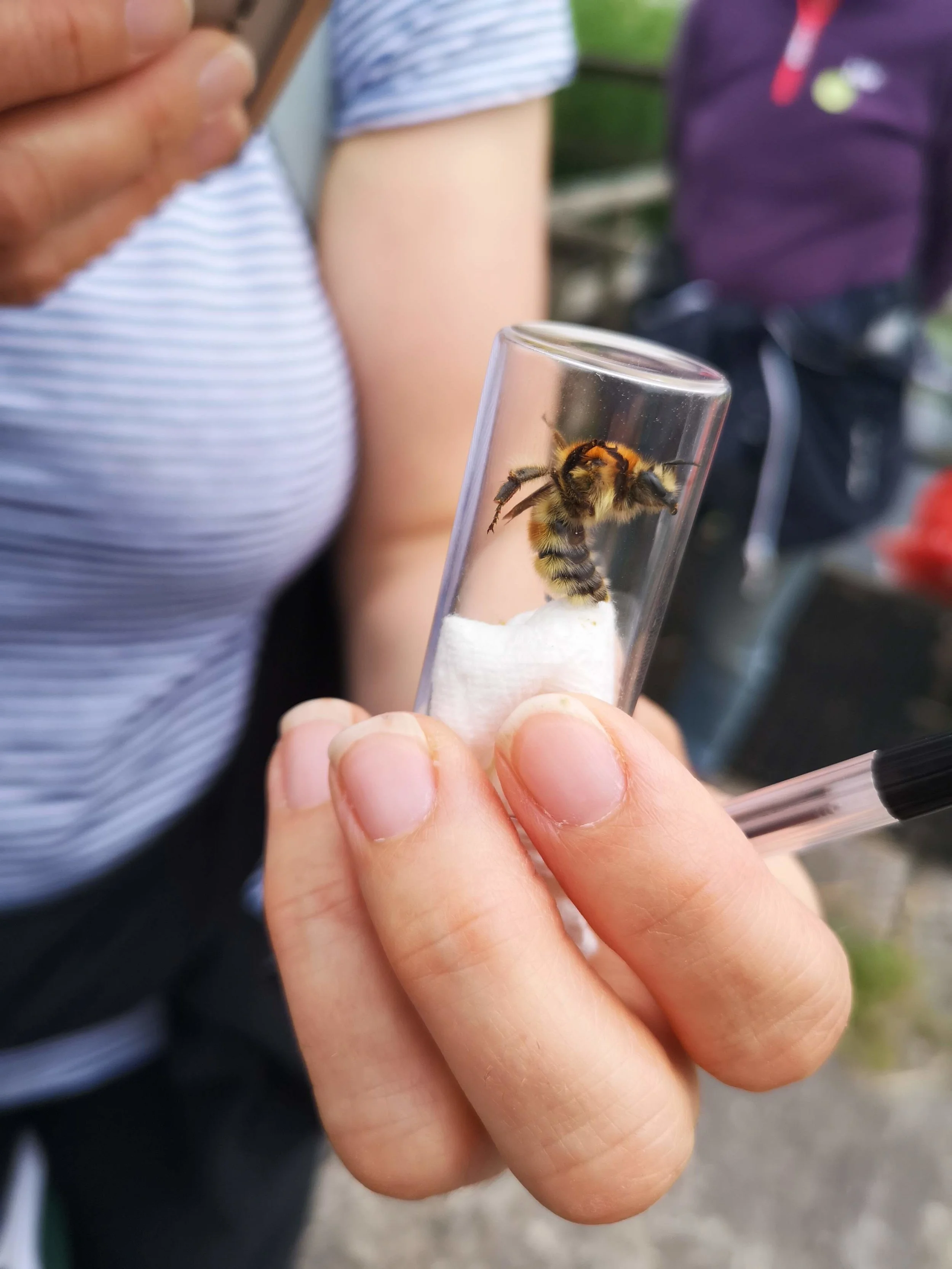 Brown banded carder bee