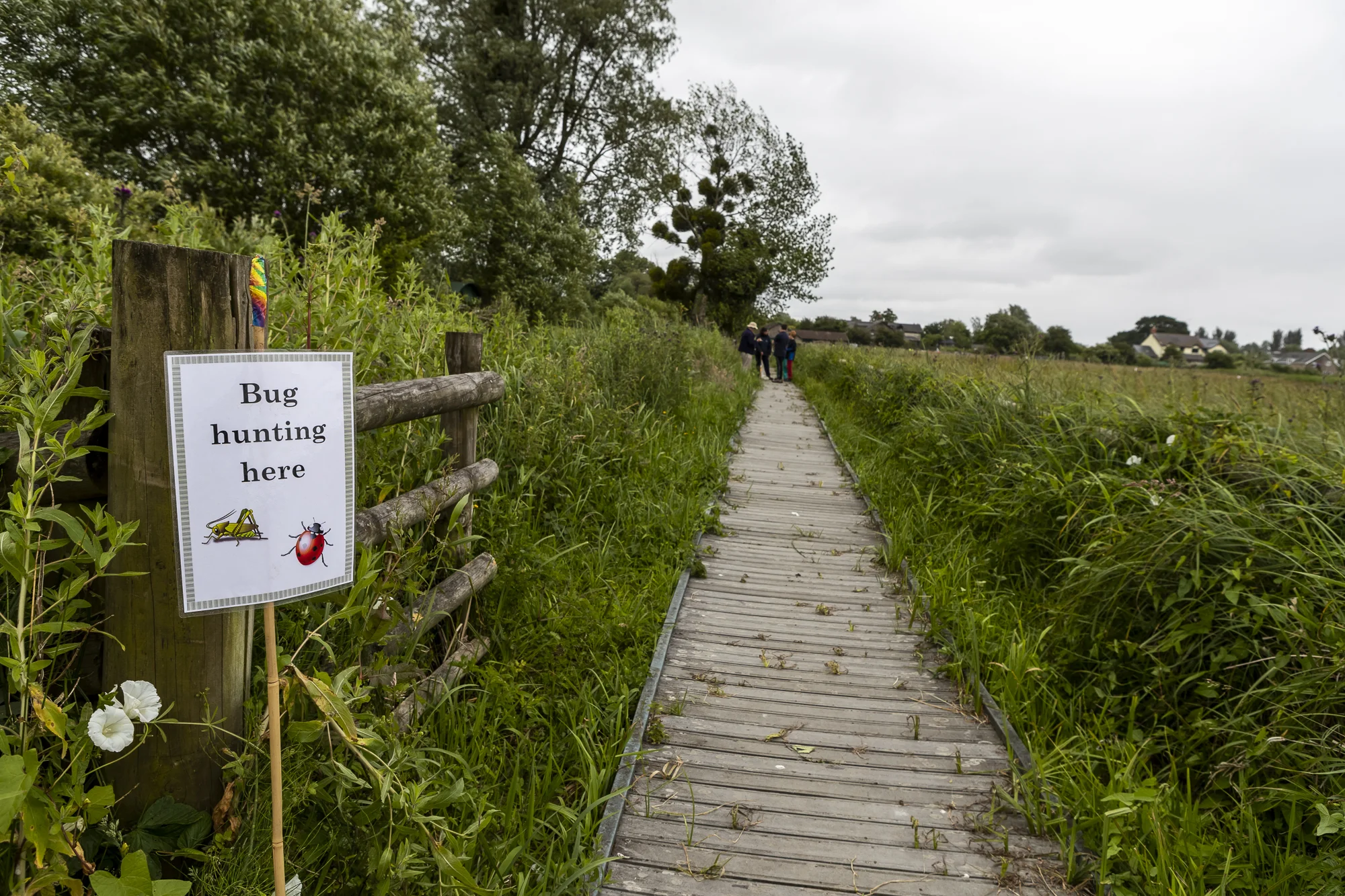Magor Marsh Bioblitz reveals fascinating bug life of the Gwent Levels!
