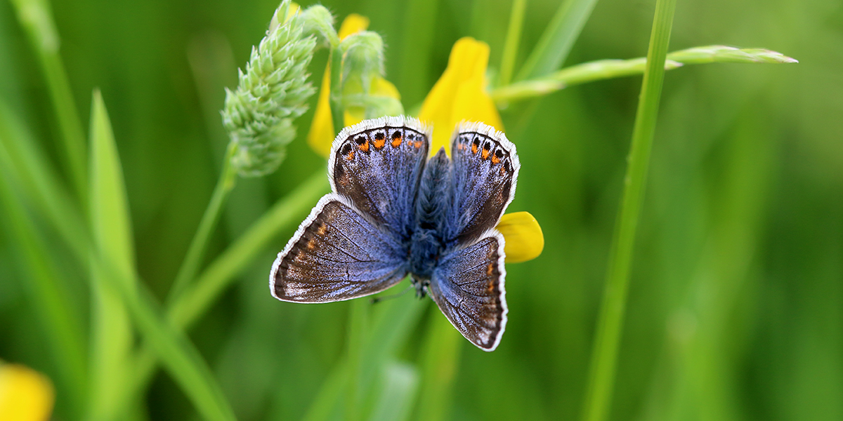  Common blue butterfly (Chris Harris) 