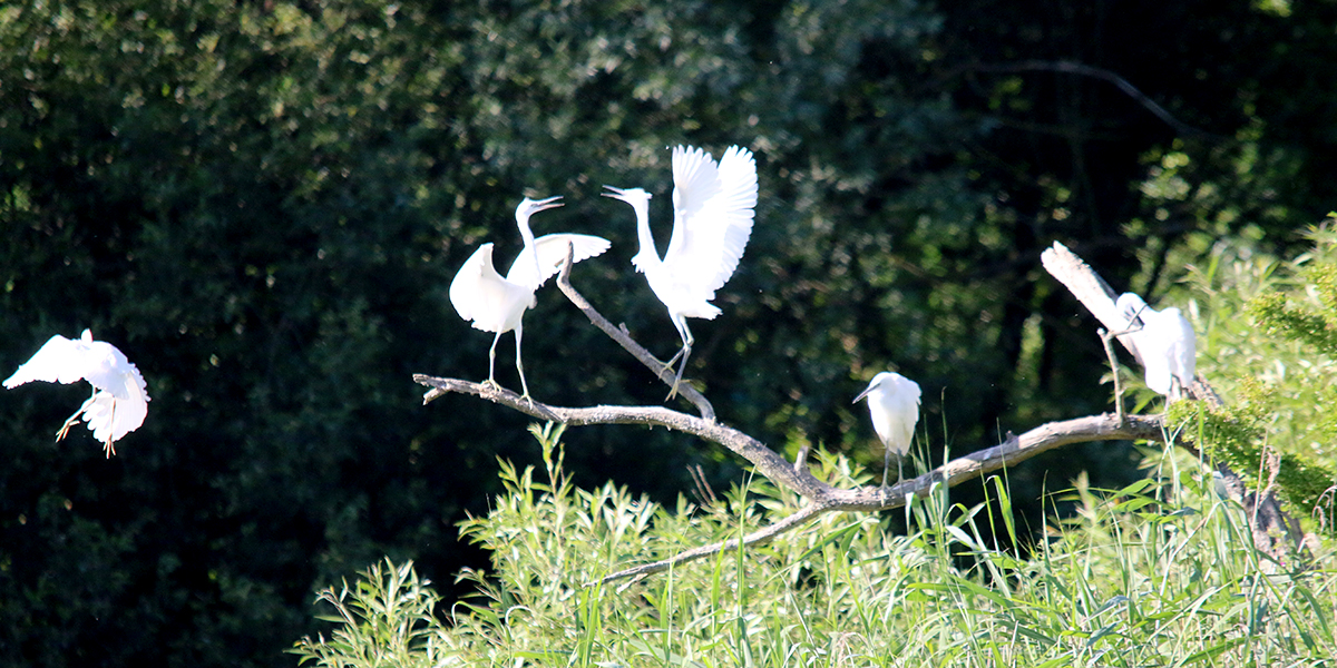  Little egrets (Chris Harris) 