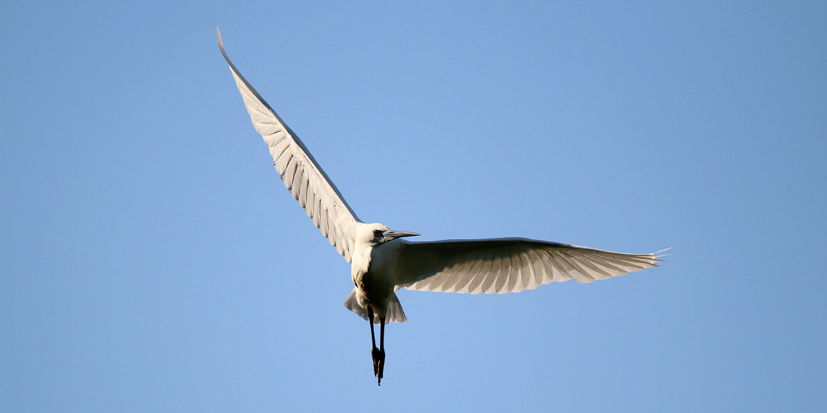  Little egret (Chris Harris) 