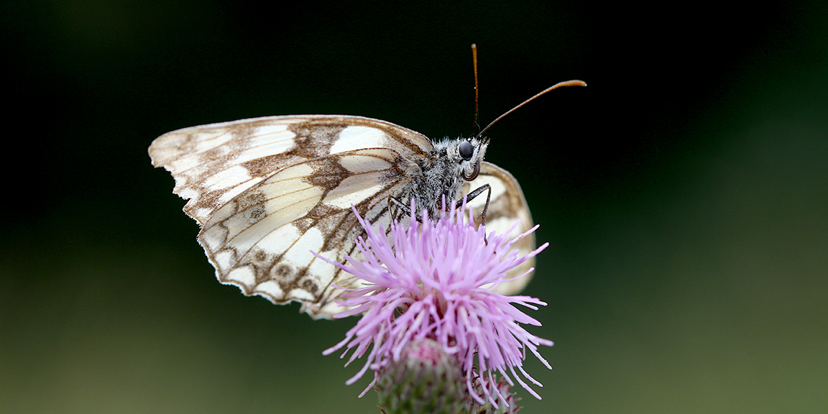  Marbled white butterfly (Chris Harris) 