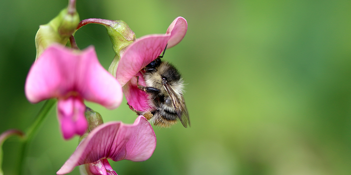  Shrill carder bee (Chris Harris) 