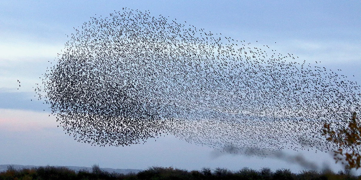 Starling murmuration, Newport Wetlands (Chris Harris)