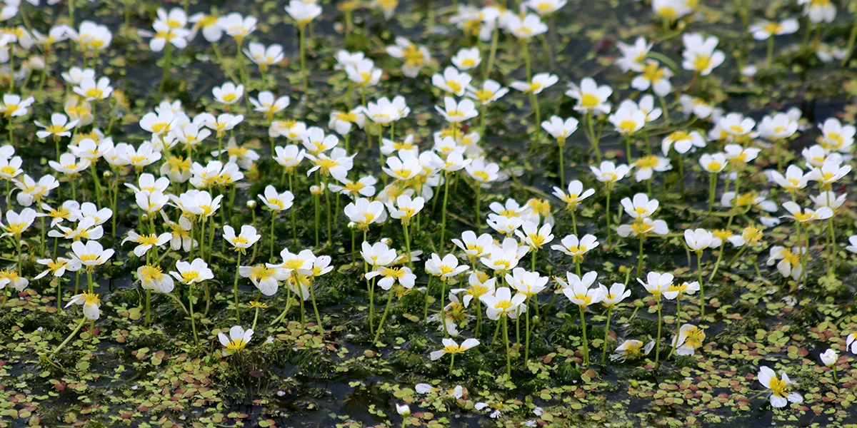 Water crowfoot (Chris Harris)