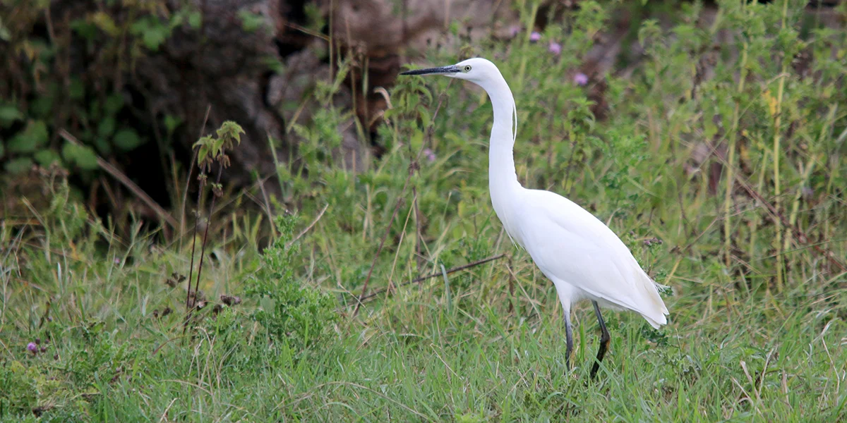 Little egret (Chris Harris)