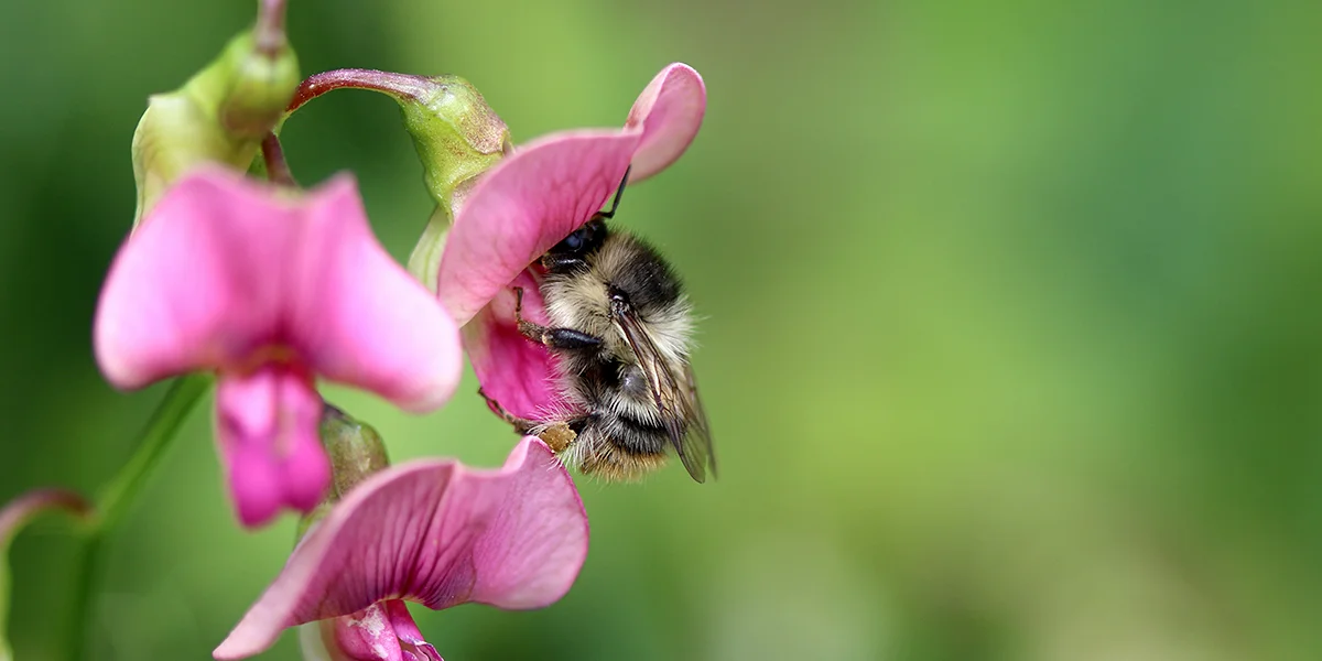 Shrill Carder Bee (Chris Harris)