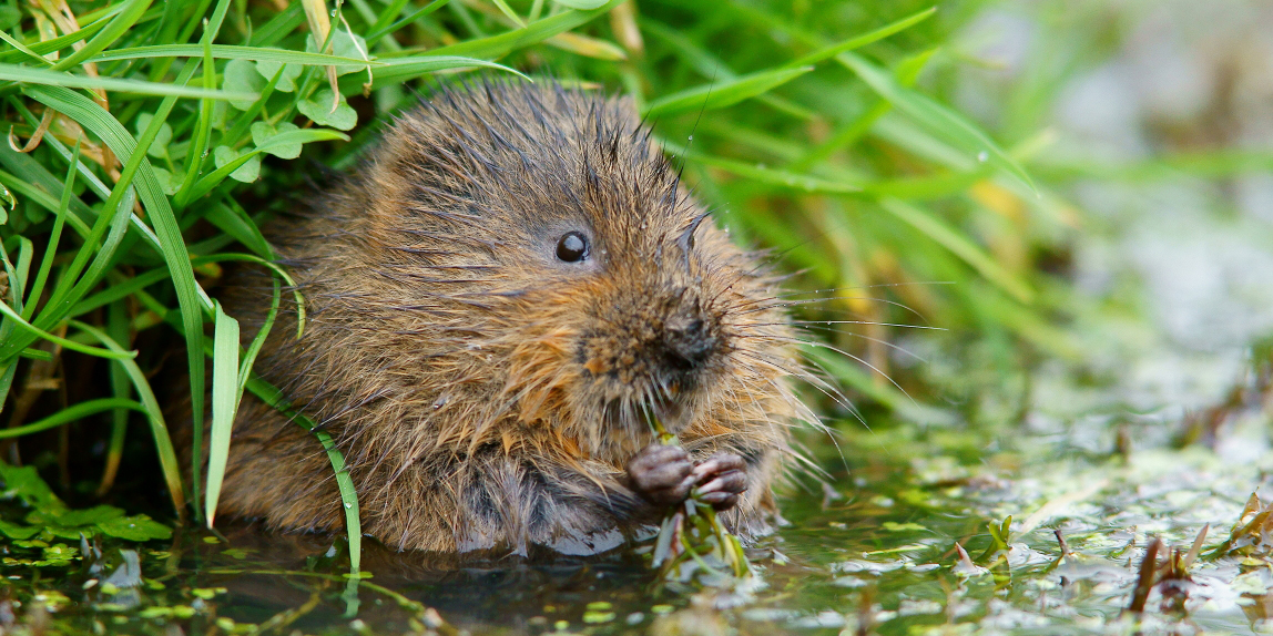 Water vole (Peter Trimming)