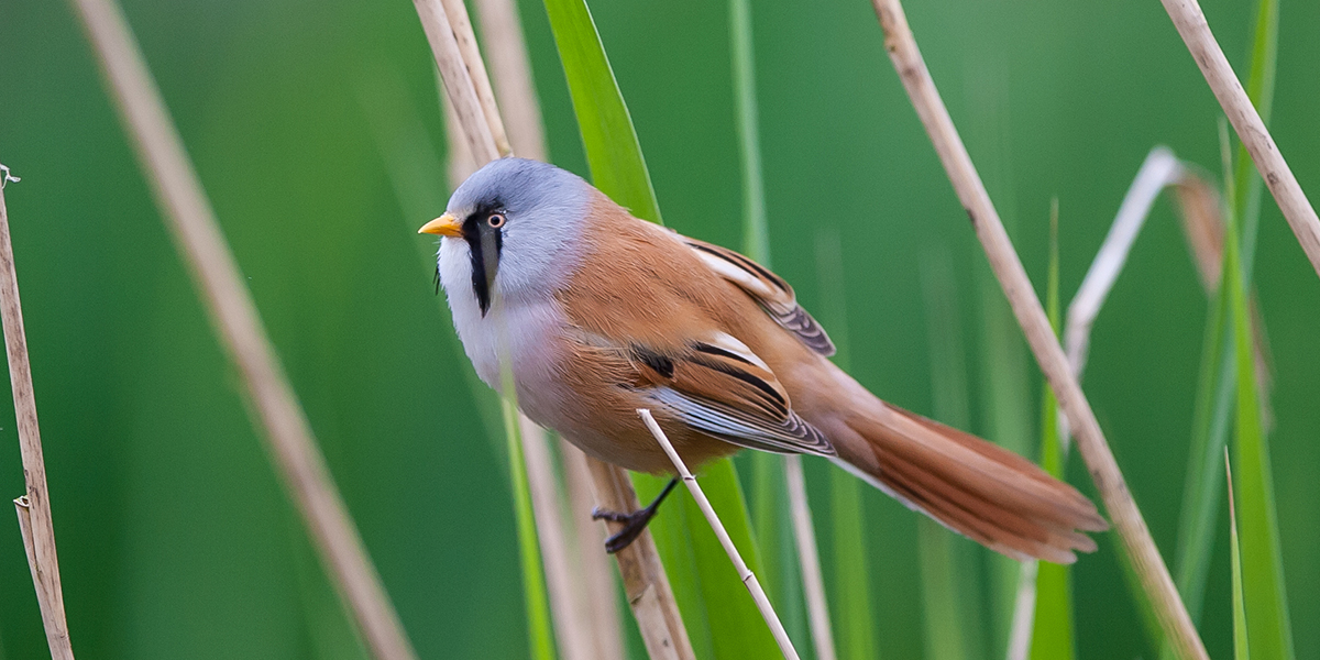 Bearded tit (Tony Smith)