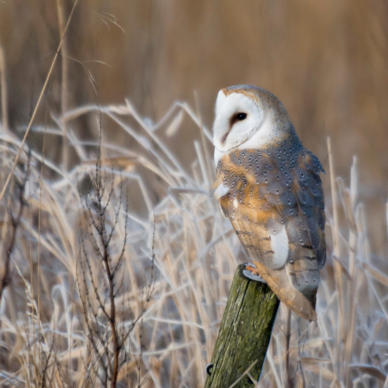  Barn owl (John Bridges, RSPB-images.com) 