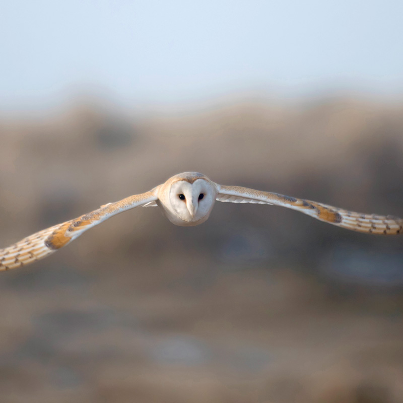  Barn owl in flight (John Bridges, RSPB-images.com) 