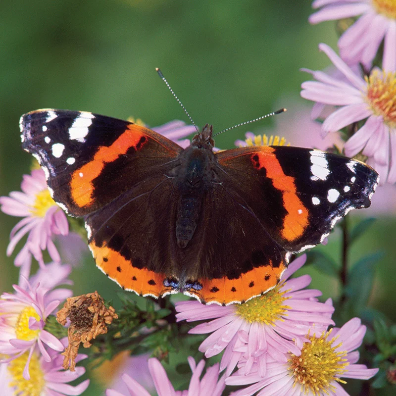 red admiral.jpg