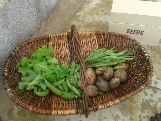 Garden Trug.jpg