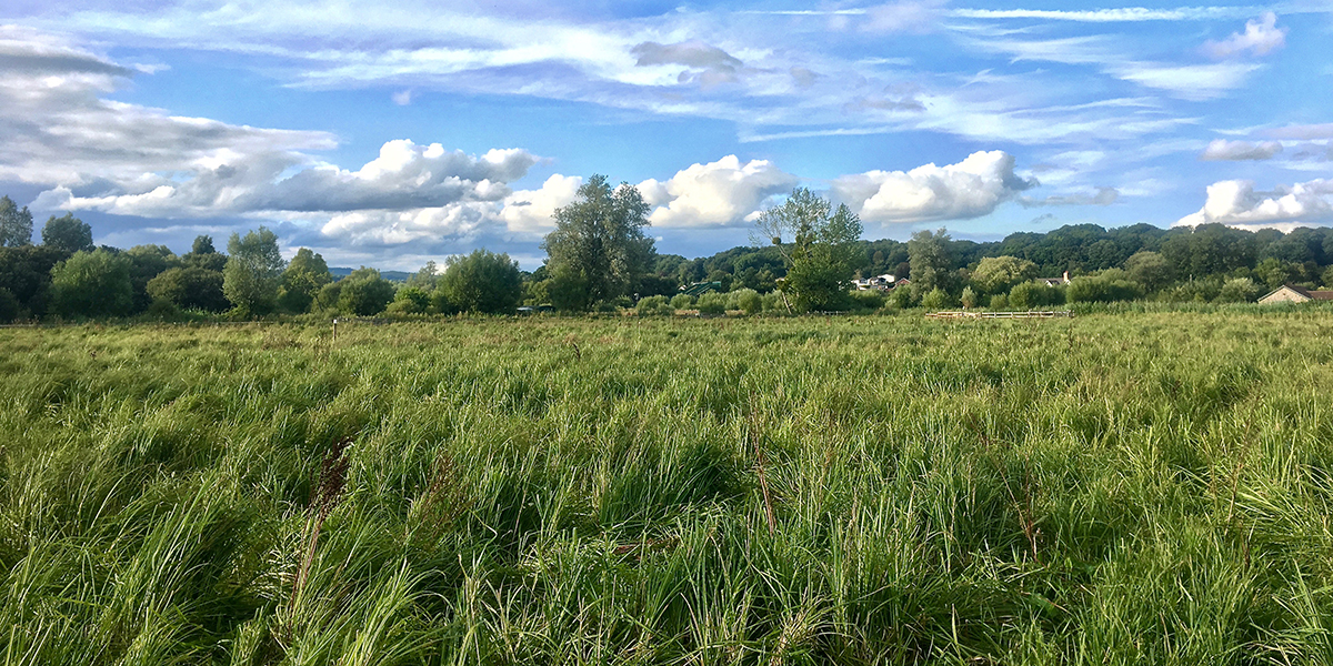 Wet meadow, Magor Marsh