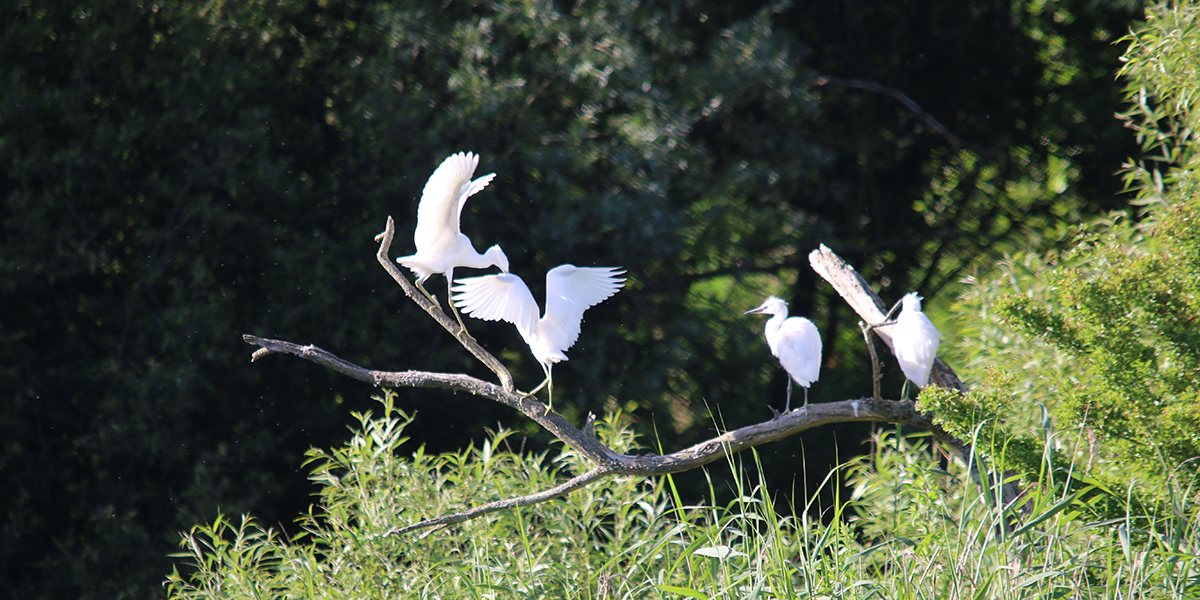Little egrets, Magor Marsh