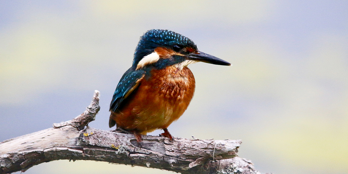 Kingfisher, Magor Marsh