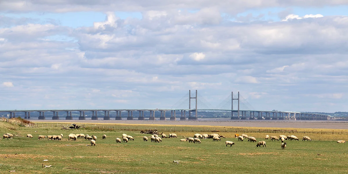 Sheep grazing on the foreshore near Collister Pill (Chris Harris)