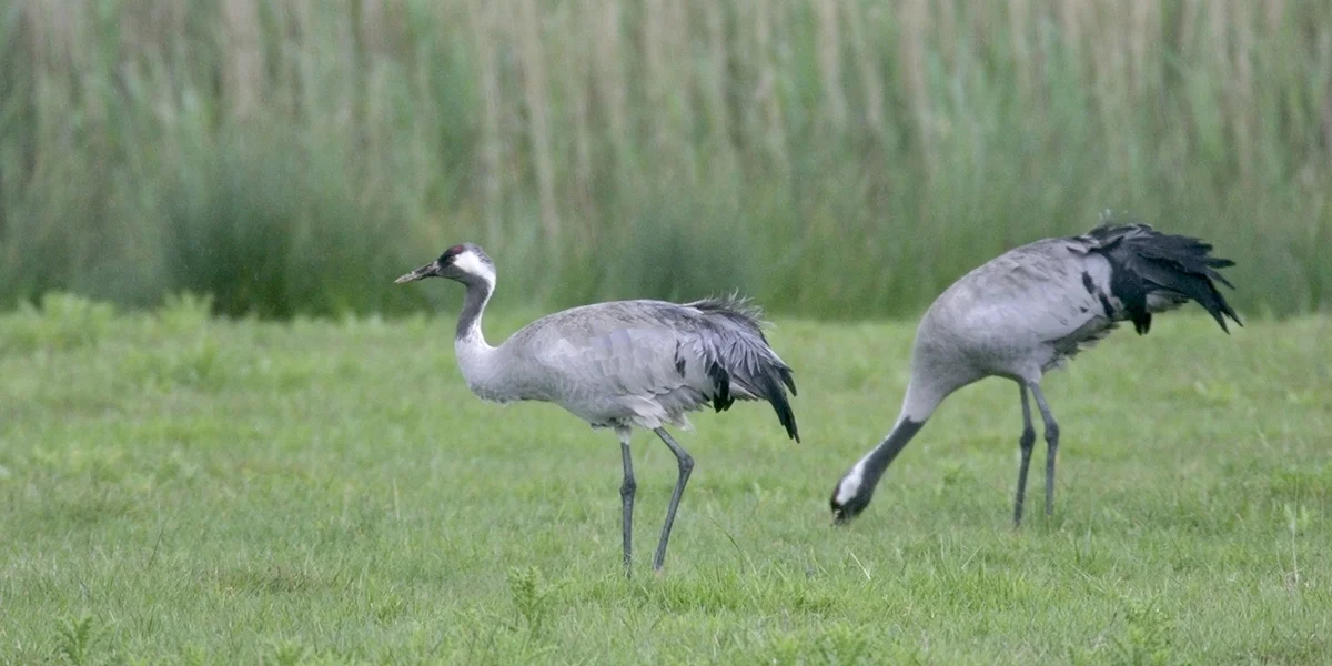 Common cranes