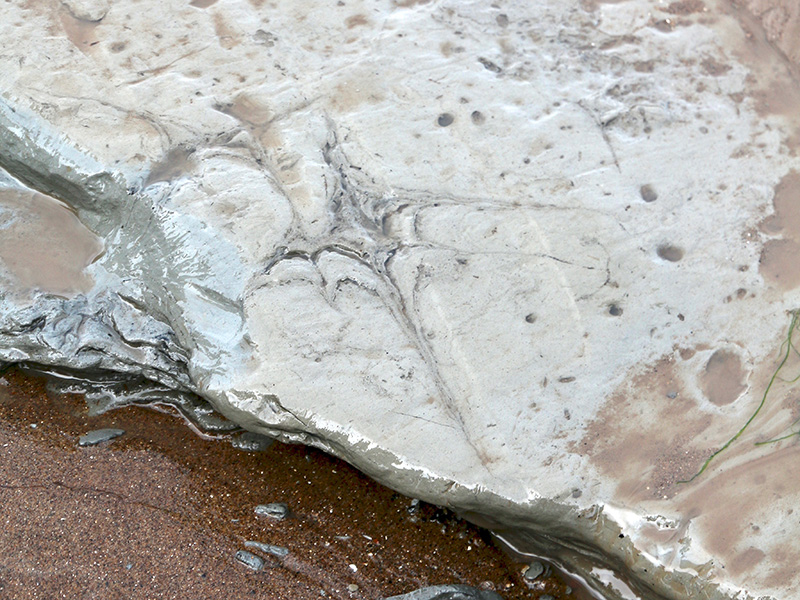  Crane footprint, c. 5000 BC, Goldcliff (Chris Harris) 