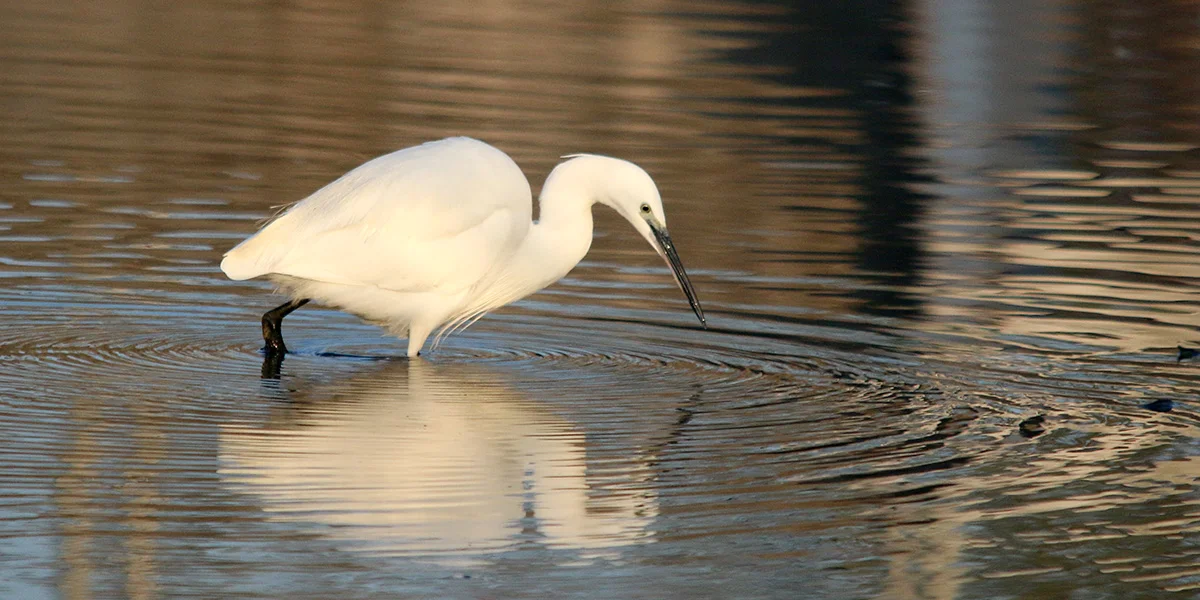 Little egret (Chris Harris)