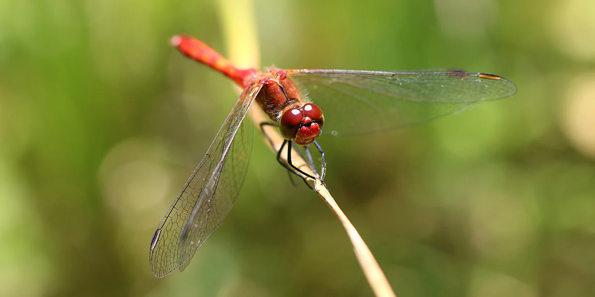 Ruddy Darter dragonfly (Chris Harris)