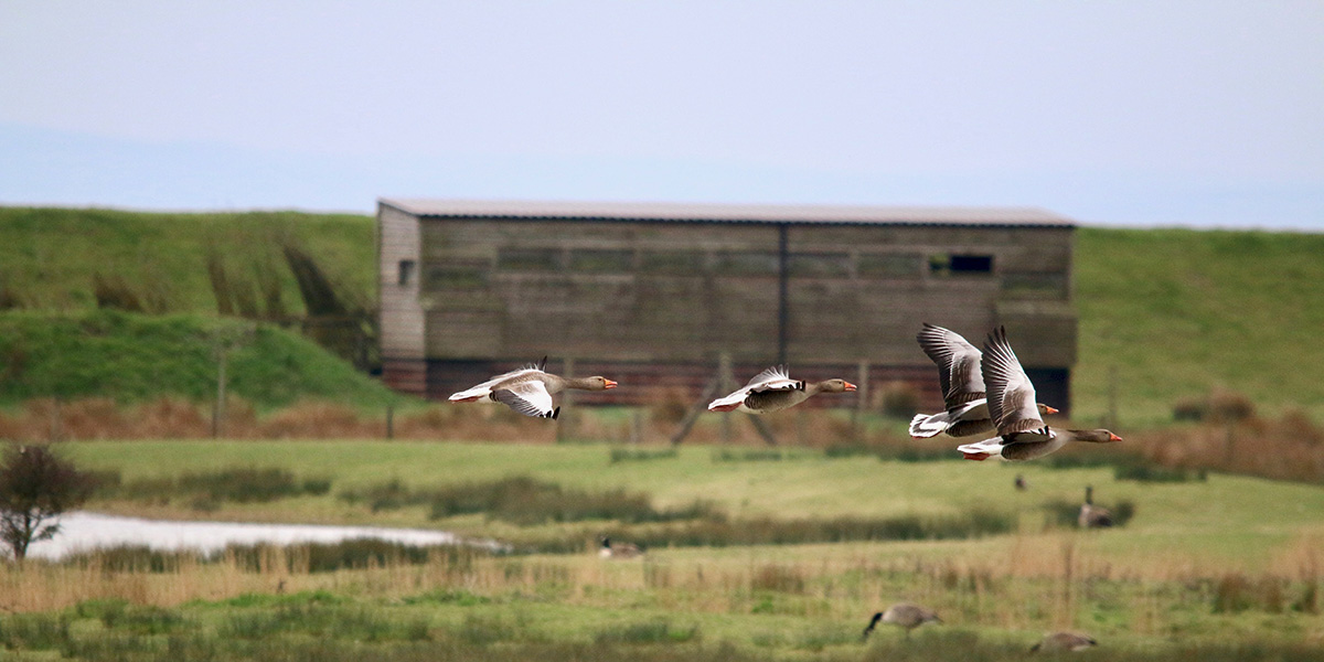  Greylag geese (Chris Harris) 