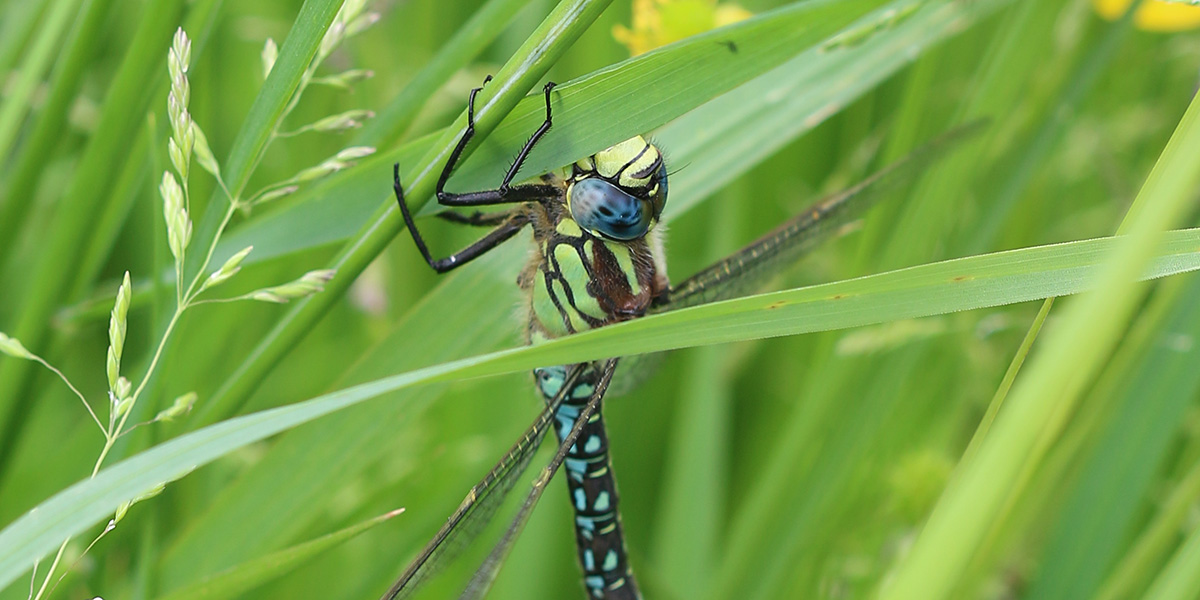  Hairy Dragonfly (male) hanging in reen-side vegetation (Chris Harris) 