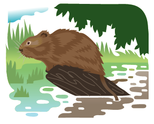 water vole.png