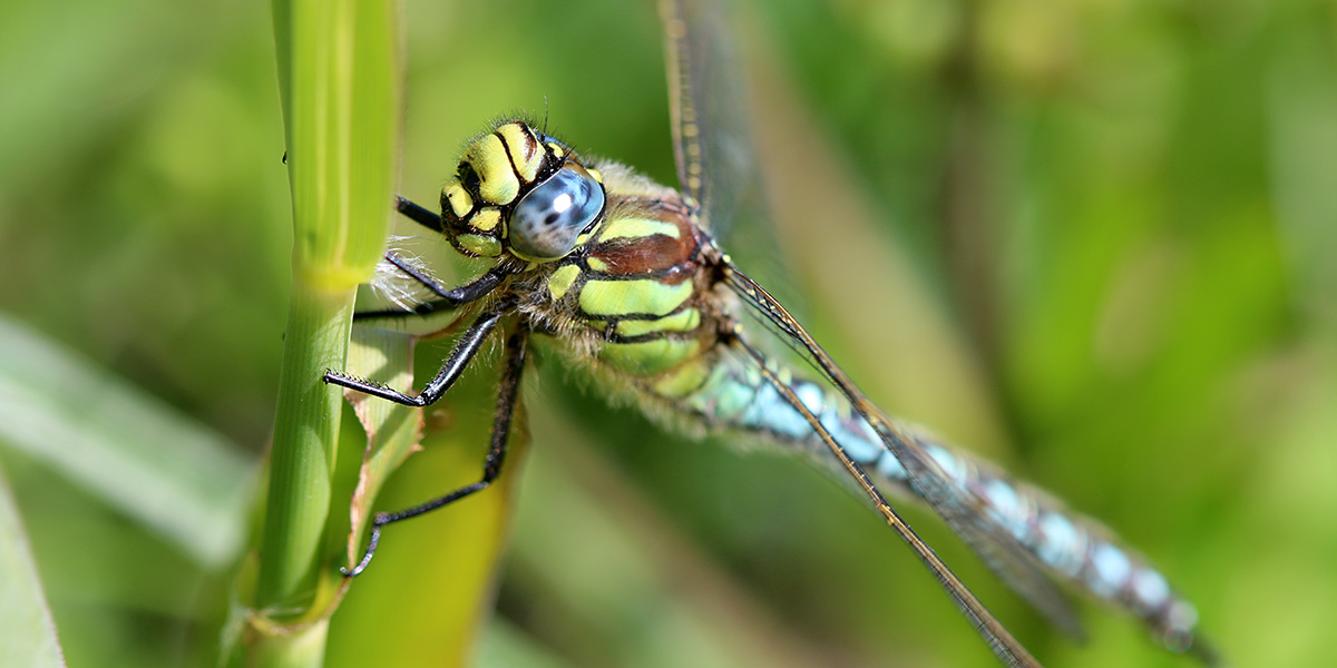  Hairy Dragonfly - male (Chris Harris) 