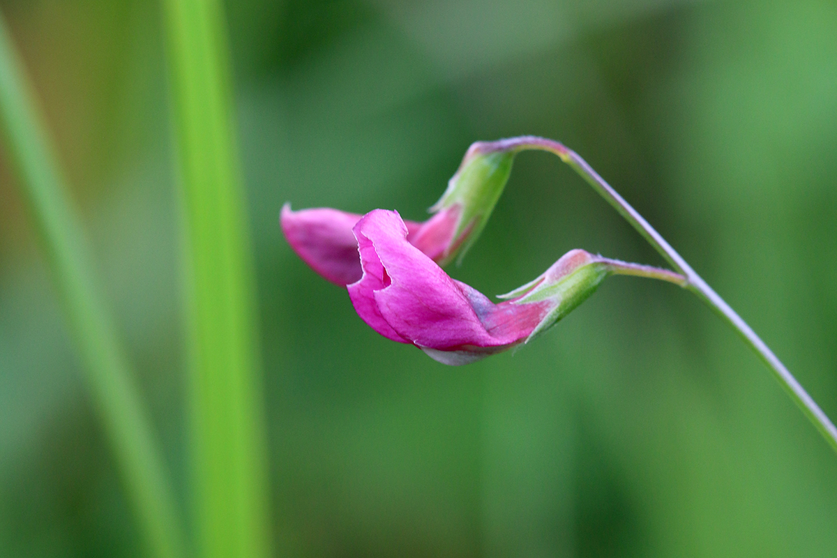 Great Traston Meadow SSSI — Living Levels