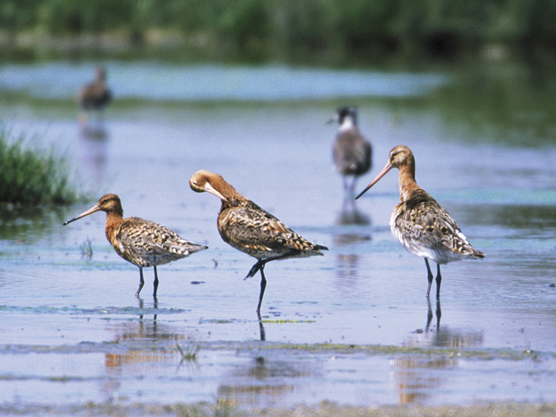 black-tailed godwit.jpg