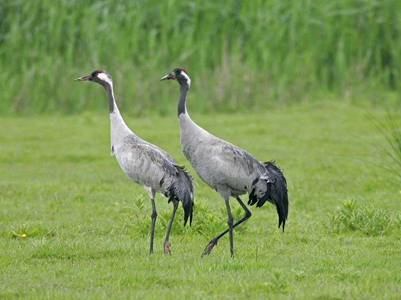 cranes3.jpg