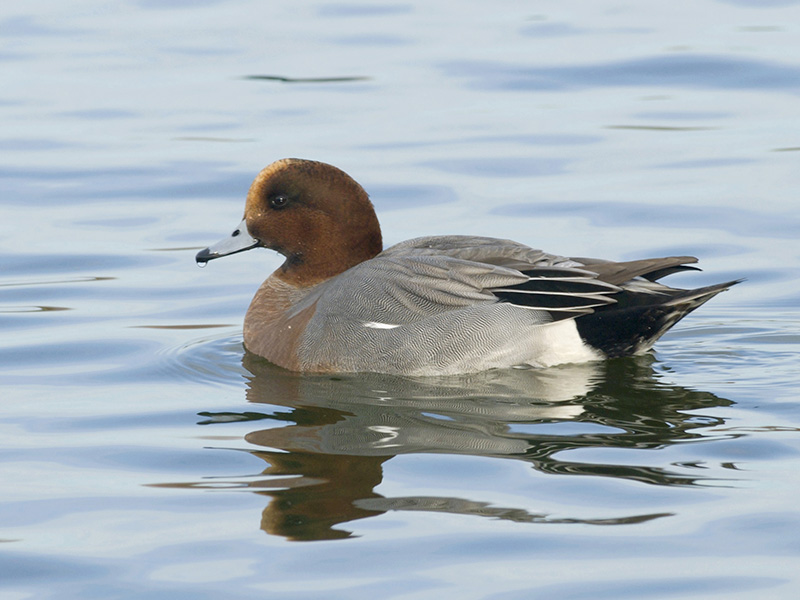wigeon.jpg