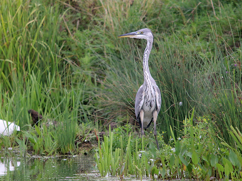 heron.jpg