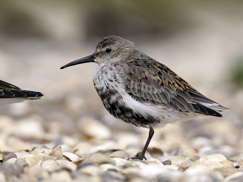 dunlin.jpg