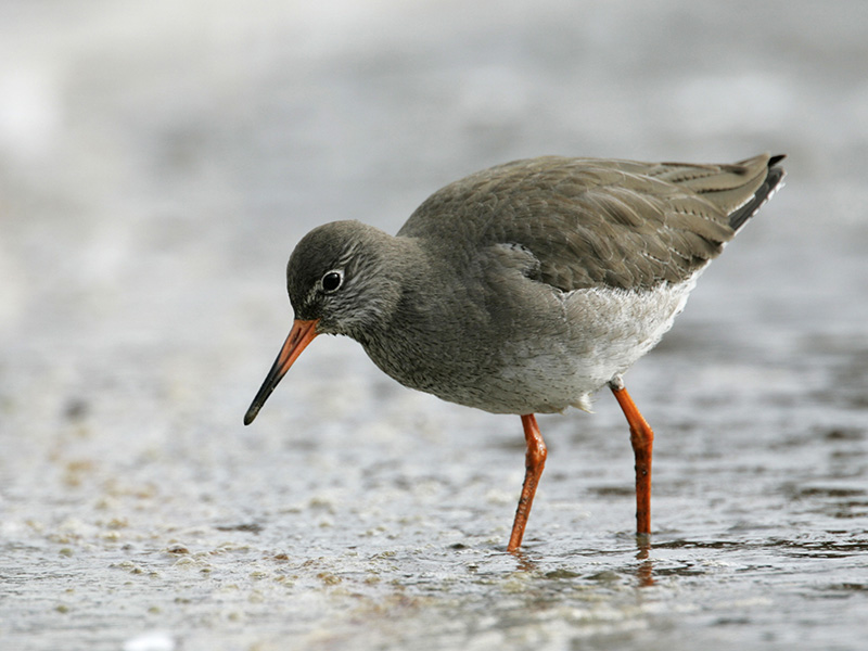 redshank.jpg