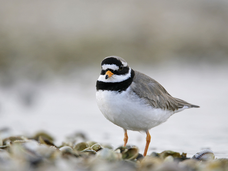 ringed plover.jpg