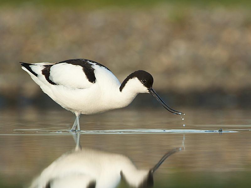 avocet2.jpg