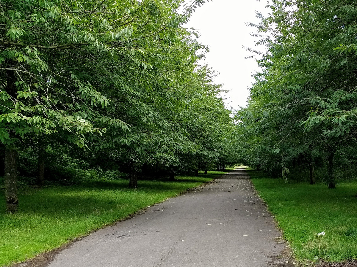  Avenue of trees possibly marking the line of one of the runways 